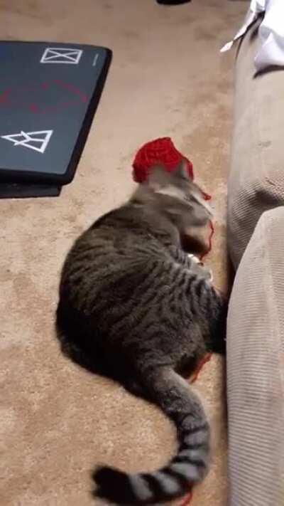 My cat realizing I am watching him do what I have repeatedly told him not to do