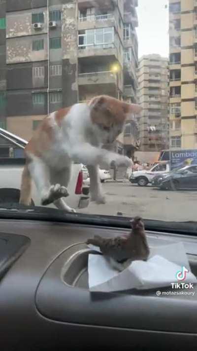 the bird like “y’all hear sumn”