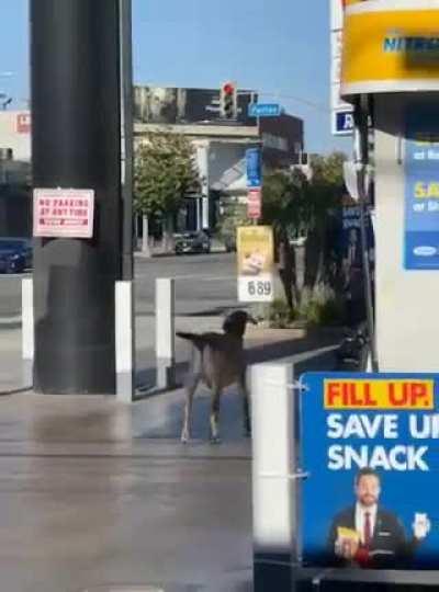 This was back in May. Just a random goat strolling through the gas station on Beverly & Fairfax. Sorry bout the low quality.