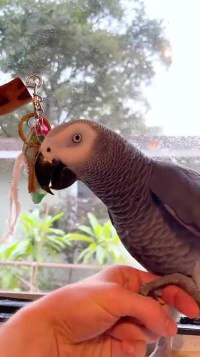 When 2 year old Parrot starts questioning you..