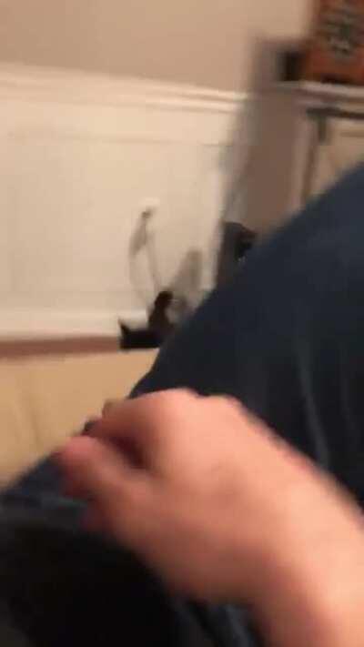 Anti-Horny cat ! BONK !