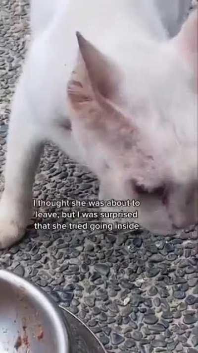 I really hope this ends in adoption