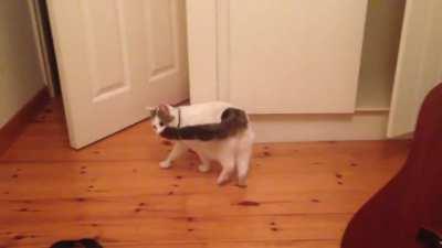 My Lucy passed away this weekend, 7 years old. This old video of her being a weirdo is the only thing that can make me smile right now. I miss her more than words can express.