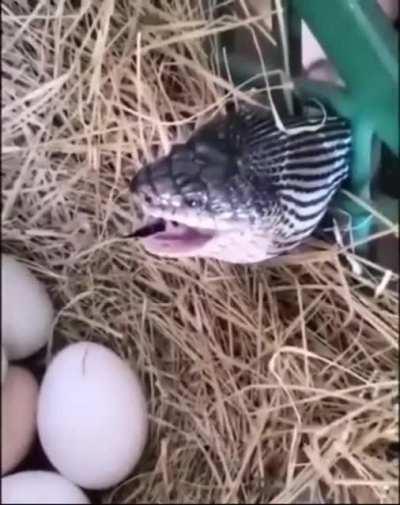 Змея пытается украсть яйцо