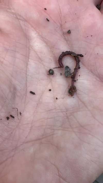 Are these baby E. fetida? I can’t find many bigger than this they all seem to be pretty small at the soil surface.