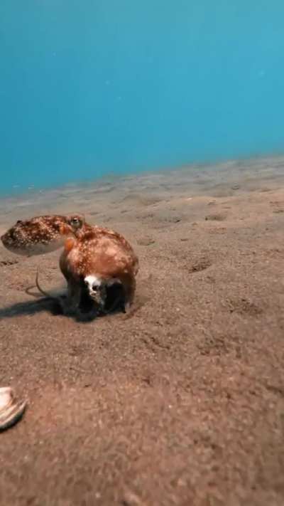Because swimming is too mainstream for an octopus