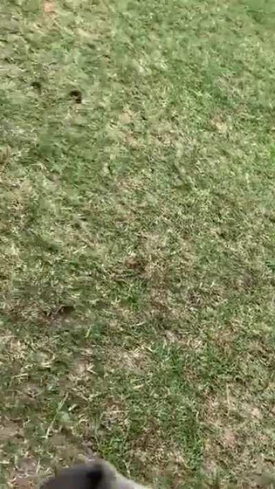 Girl calls for a little donkey to come out and he happily runs at her to play