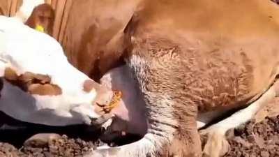 Вечный двигатель. Ну типа