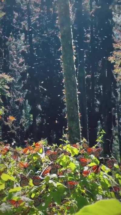 🔥 The Monarch butterflies in El Rosario Sanctuary, Mexico. They migrate from the US and Canada for the milder climate during winter, travelling around 2,800 miles (4,500 km)