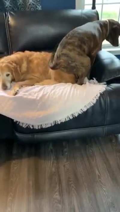 Dexter has boundary issues! 😂