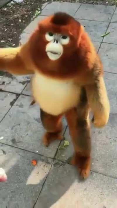 Te quiero mucho monito