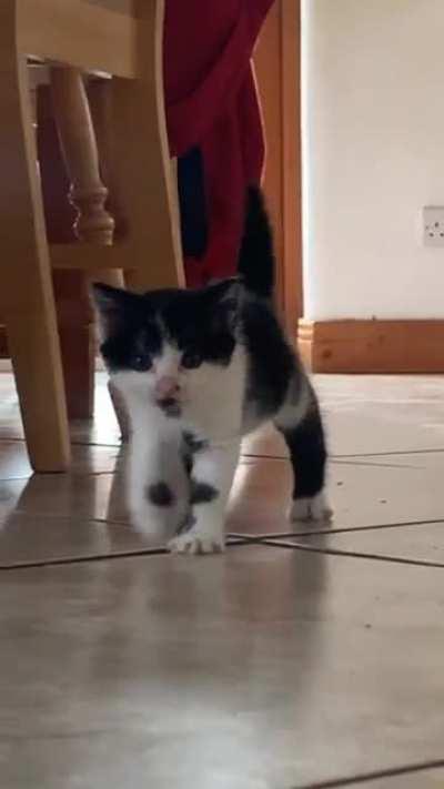 Saved this kitten from the side of the road🥺