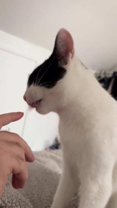 Besns likes to chew on fingers….?