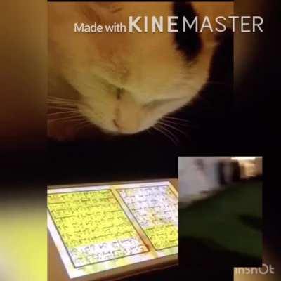 Infidel cat 🤬 vs Halal Cat 😃 سنطنينشنطتين Arabic