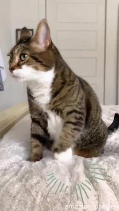 Cats are dumb and smart at the same time.