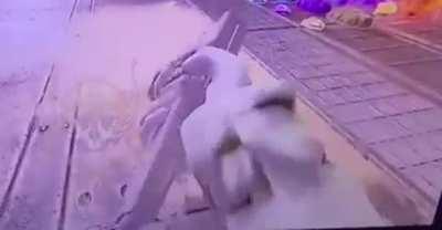 Crypto heirloom animations