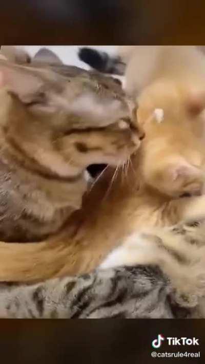 Да ты охуел