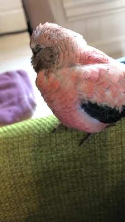 meet my new best friend and first ever birb!