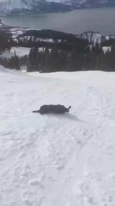 When the Mountain Rescue dog is bored...