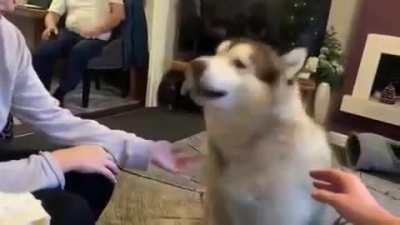 Dog Literally Saying 