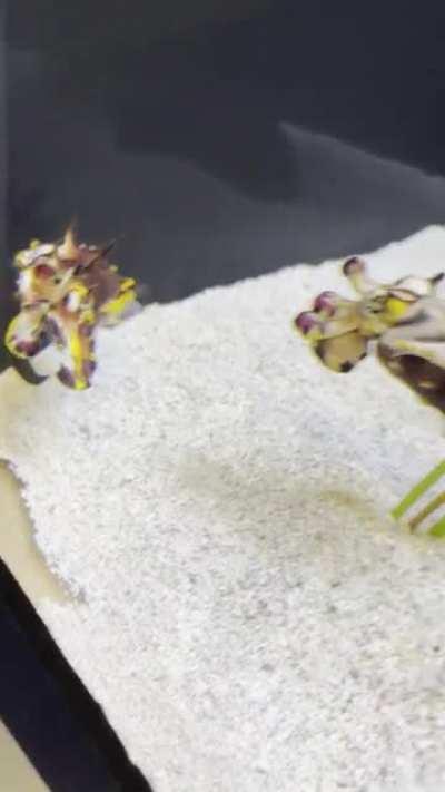 Cuttlefish can change their color, pattern and texture in fractions of seconds. You can see part of their amazing abilities in this video as the Cuttlefish cycles through the colors
