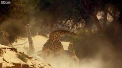 The Greatest Giraffe fight of all time.