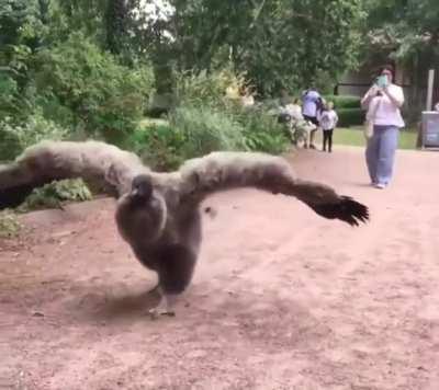 Luring a condor with a Popsicle