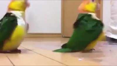 My Avian army landing on your home planet...