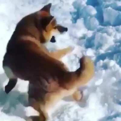 Shibe spin
