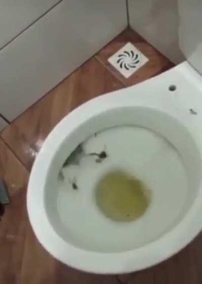 moldy toilet