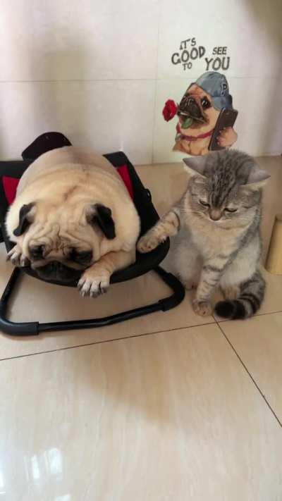 Pug has a personal rocker