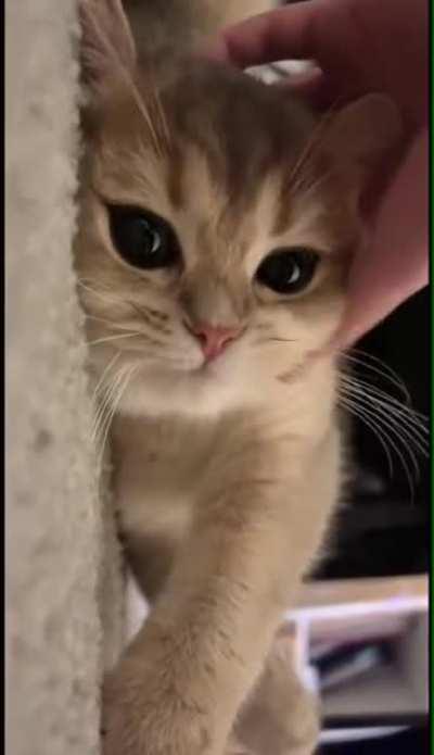 Cutest cat ever <3