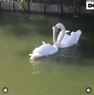 Swan couple reunited after illness treatment