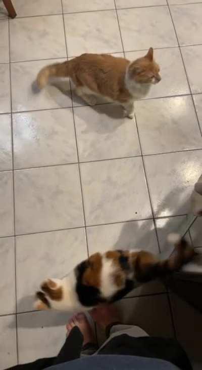 She never really outgrew her kitten meow but she does her best