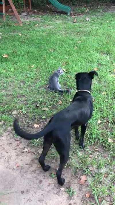 Doggo has never seen moves like this