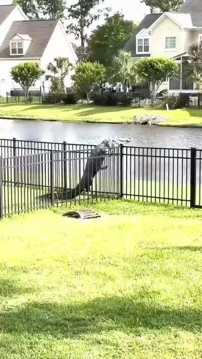 Se eu tivesse um, colocaria o nome dele de Bombardino