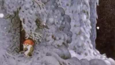 Epic W for gnome patriots