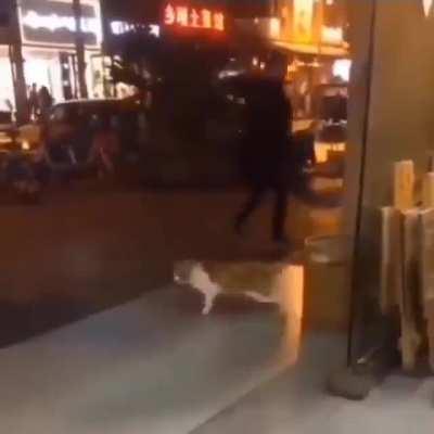This Cat is Literally MoonWalking! It Is So Talented!
