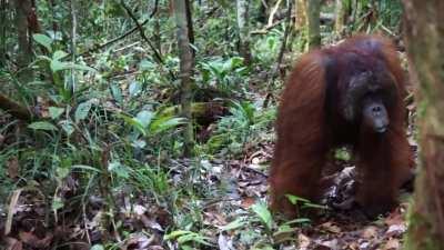Vocalizations of a wild male Orangutan