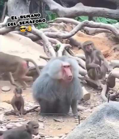 Monki flip 2.0😳🥵