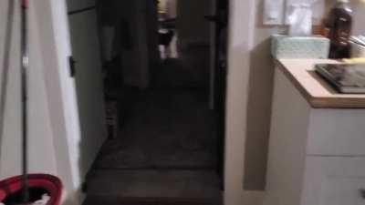 Return from trip to seattle, gone 4 days... Sound on for beagle whines