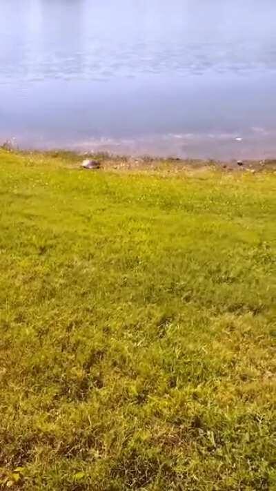 🔥 A soft-shelled turtle's sprint .