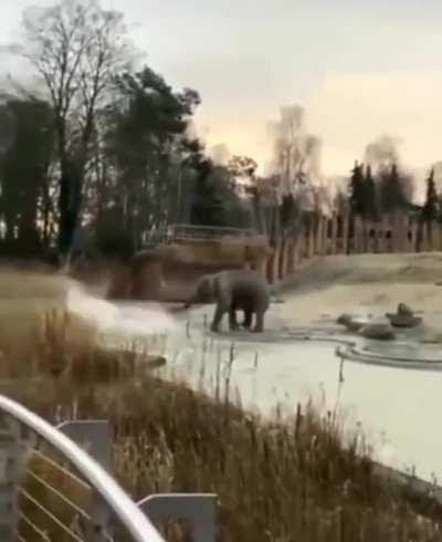 Elephant being an ahole