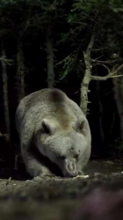 Bears reaction to cameras