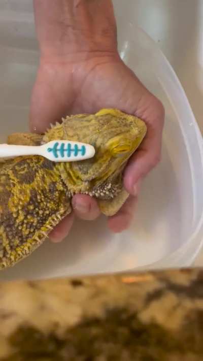 Not a thought in his head, just scratch