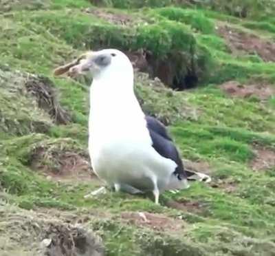 Absolute Unit of a seagull having a snack