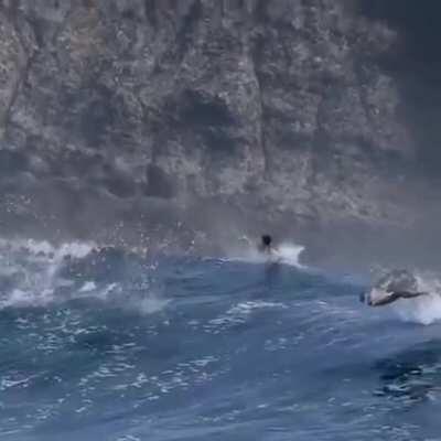 🔥 California sea lions enjoying some huge waves