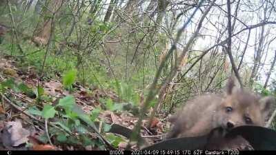 You may have seen me post photos of Paprika here - one of his kits is a real hammie mischief-maker!