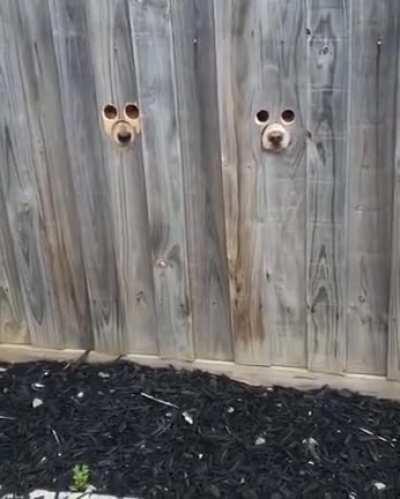 Соседи следят за тобой