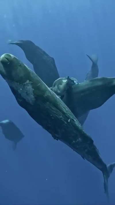 Baby sperm whale trying to wake it's family up with clicks and body rubbing 